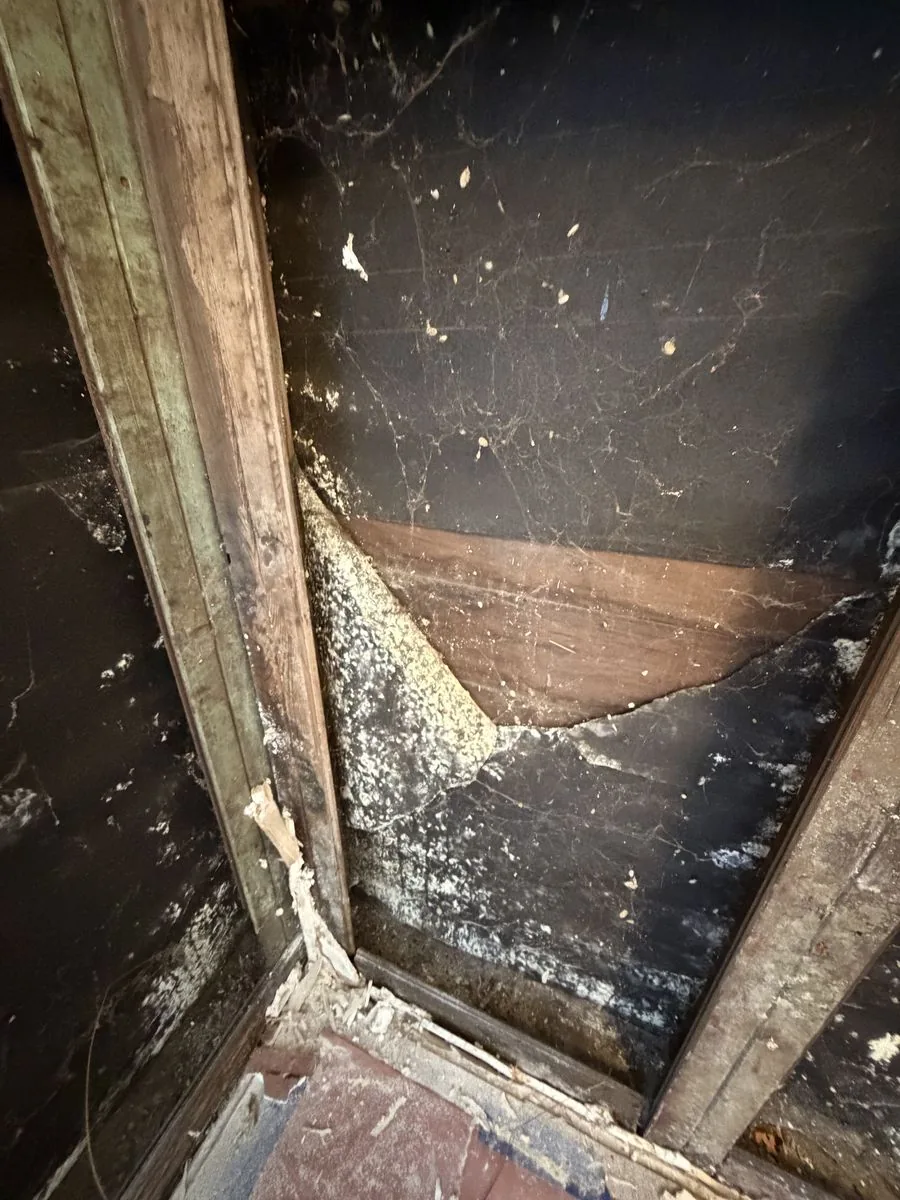 Heavy mold growth inside a wall cavity before remediation by North Coast Restoration